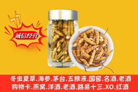 招远市回收散虫草